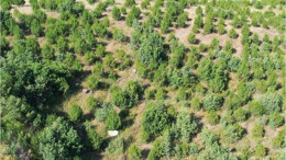 Balıkesir’de 180. Yıl Hatıra Ormanı’na Fidan Dikimi