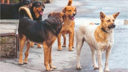 Sokak Köpekleri Düzenlemesi Tamamlandı