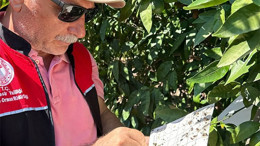 Edremit’te Akdeniz Meyve Sineği ile Toplu Mücadele