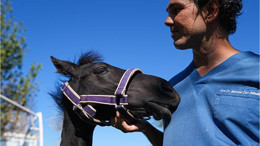 Türkiye'de İlk! Balıkesir'in Tüp Tayı Doğdu