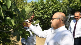 Vali Ustaoğlu Havran'ın İncirlerini Topladı