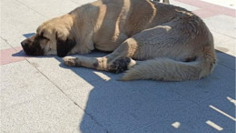 Balıkesir’de Sokak Köpekleri Sorunu Büyüyor