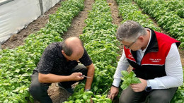 Balıkesir’de Fesleğen Hasadı Başladı