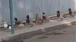 Ördeklerin Asker Marşı Tepkisi Dikkat Çekti