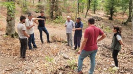 Balıkesir'de Kayın Ormanları Gençleştiriliyor