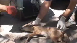 Balıkesir’de Yaralı Çakalın Tedavi Süreci Başladı