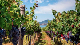 Balıkesir Ada Karası Üzüm Hasadına Hazırlanıyor