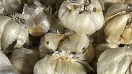 Balıkesir'de Sarımsak Fiyatına Bakılmadan Alınıyor