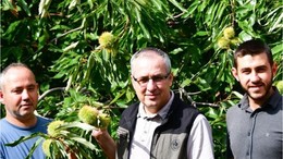 Gal Arısı Balıkesir'i Koruyacak!