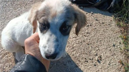 Balıkesir'de Ölüme Terk Edilen Köpek Kurtarıldı!