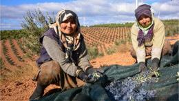 Ekilen Fidanlar Meyvelerinden 3 Milyon Kazandıracak