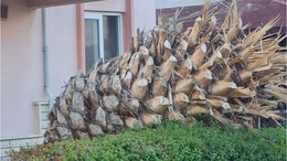 Edremit’te Palmiye Ağaçları Ölüyor