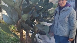 Dikenli Ama Şifa Deposu!