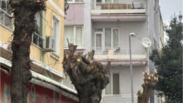 Balıkesir’de Yol Kapatılarak Ağaçların Tüm Dalları Kesildi