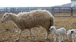 Kadın Çiftçiler Balıkesir'den Tarımsal Yeniliklerle Buluştu