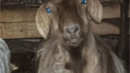 Balıkesir'in Mavi Gözlü Keçileri