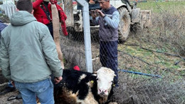 Gömeç’te Kuyuya Düşen Büyükbaş Hayvan Vinçle Kurtarıldı