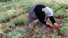 Balıkesir'in Köylerinde Doğal Tedavi Yöntemleri
