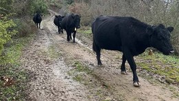 Balya’da Angus Bereketi, 19 Buzağı Yolda