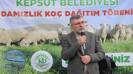 Kepsut Belediyesinin Damızlık Koç Hibe Desteği Devam Ediyor