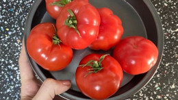 Balıkesir’in Yöresel Domates Çeşitleri