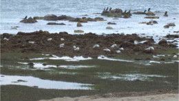 Burhaniye’de Deniz Çekildi Tarih Ortaya Çıktı!