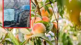 Kepsut’ta Şeftali Ağaçları Böceklerden Korundu