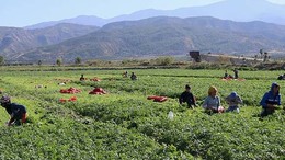 Balıkesir Tarımında Günlük Ücretler Açıklandı, Cinsiyet Farkı Dikkat Çekiyor!