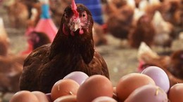 Ocak Ayı Kümes Hayvancılığı Üretimi Verileri Açıklandı