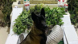 Bandırma'da Narkotik Ekiplerinden Zehir Tacirlerine Darbe