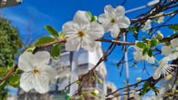 Edremit, Baharın Müjdecisi Çiçeklerle Donandı