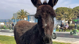 Altınkum Sahilinde Eşek Sürprizi