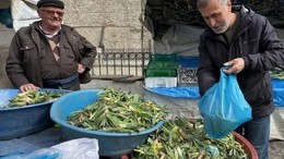 Doğal Antibiyotik Çiriş Otu Tezgahlarda Yerini Aldı