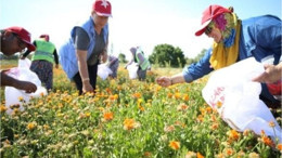 Balıkesir'de Şifalı Bitkileri Toplarken Dikkat Edilmesi Gerekenler