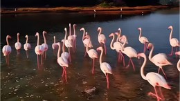 Ayvalık'ta Flamingoları Görebileceğiniz Yerler