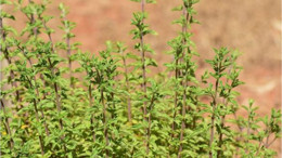 Mercanköşk Nerede Yetişir? Faydaları