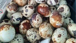 Bıldırcın Yumurtası Gün Boyu Tok Tutuyor!