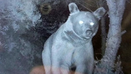 Balıkesir’de Ayılar Arıcıların Kabusu Oldu