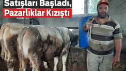 Edremit’te Kurbanlık Satışları Başladı, Pazarlıklar Kızıştı