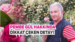 Pembe Gül Etkisi: Zarafetle Güçlenen Liderlik Sanatı