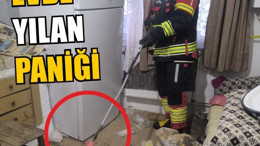 Burhaniye'de Eve Giren Yılan Paniğe Neden Oldu