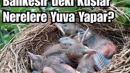Balıkesir’de Kuşlar Nerelere Yuva Yapar? Ne Zaman Yapar?