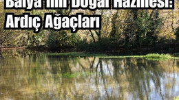 Balıkesir'in Ardıç Ağaçları Ekolojik Zenginlik Saçıyor!