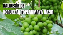 Balıkesir'de Koruklar Ne Zaman Toplanır?