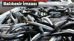 Balıkesir’in Hamsisi 20 Ülkeye Uçtu!