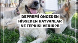 Depremi Hisseden Hayvanlar: Hangi Tepkileri Verirler?