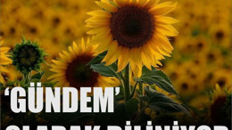 Keşan'da Ayçiçeğine 'Gündem' Deniyor