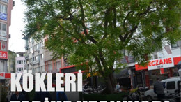 Balıkesir'in Tarihi Tesbih Ağacı
