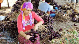 Kapıdağ Mor Soğanı Toprakla Buluştu