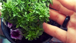 Balıkesir'de Fesleğen Nasıl Yetişir?